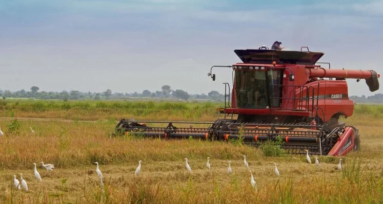 A combine harvester in action. 